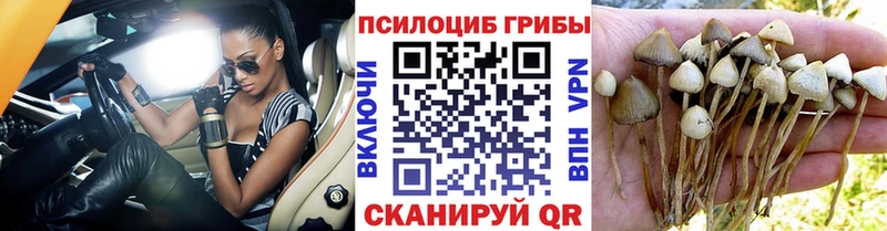 цена   KRAKEN tor  Псилоцибиновые грибы Psilocybine cubensis  Озёрск 
